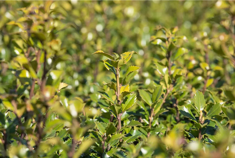 Ilex meserveae 'Little Rascal'®
