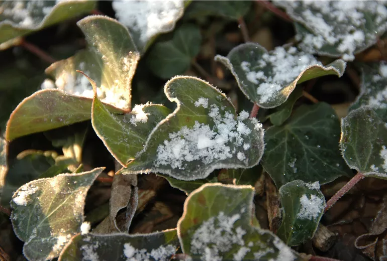 Efeu mit Schnee