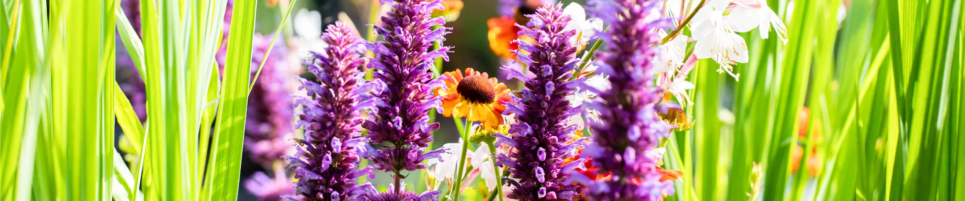 Agastache rugosa 'Blue Boa'