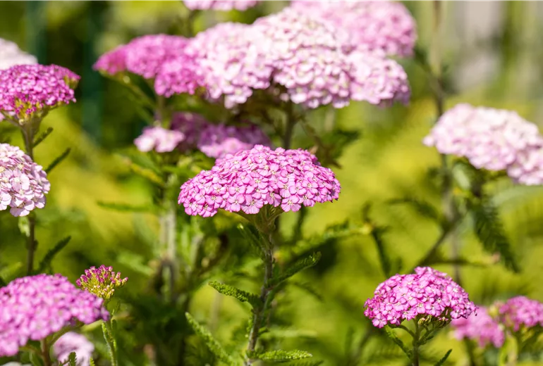 Achillea millefolium 'Apfelblüte'