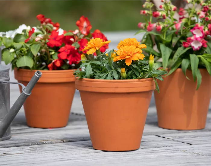 In der Menge des Angebots die richtigen Pflanzgefäße finden