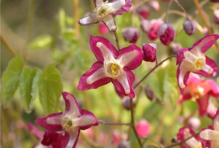 Epimedium alpinum