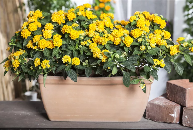 Lantana camara, gelb