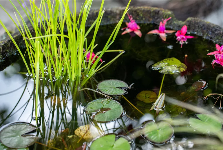 Gartemimpression - Miniteich