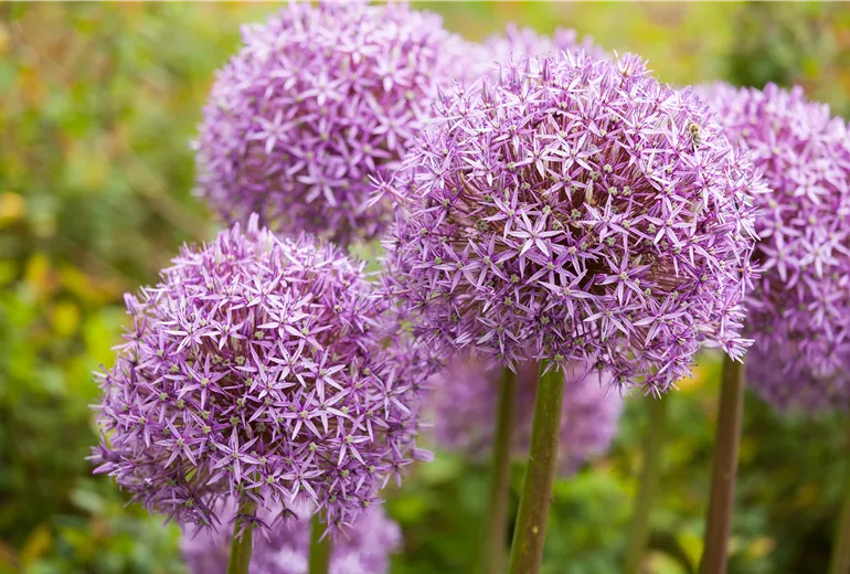 Allium 'Lucy Ball'