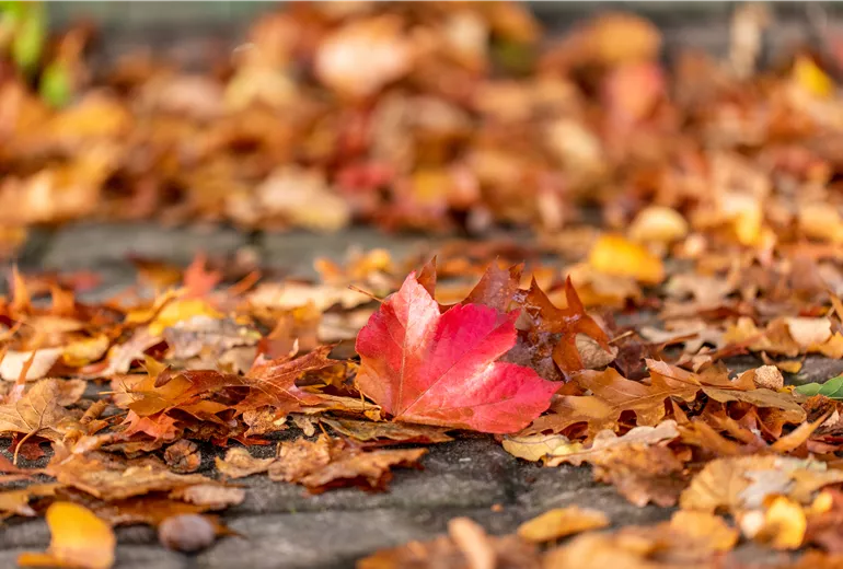 Herbstlaub auf Boden