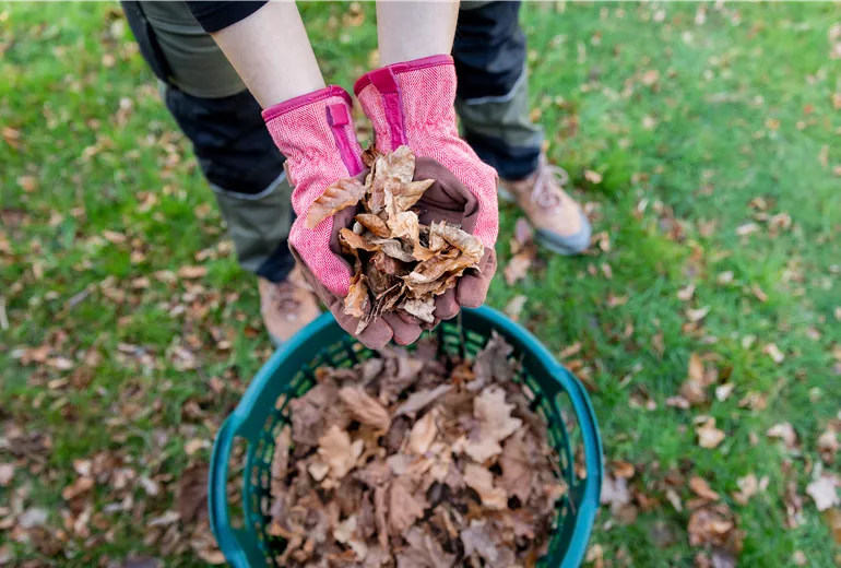Überwinterung - Laub