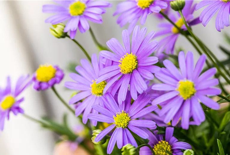 Brachyscome multifida 'Mauve Delight'