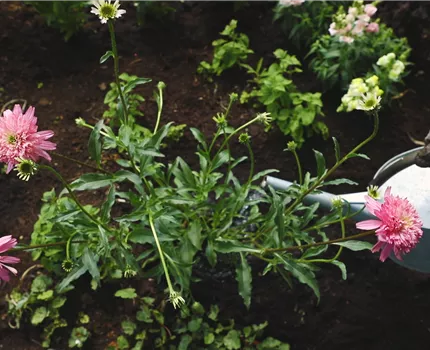 Sonnenhut - Einpflanzen im Garten