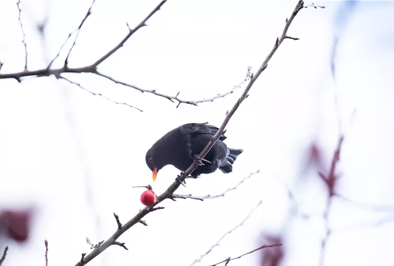 Amsel im Baum 