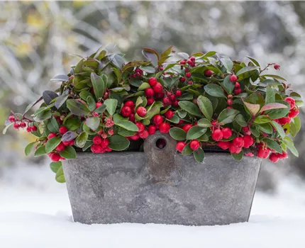 Gaultheria procumbens