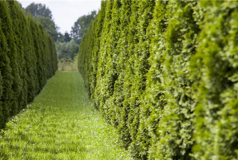Thuja occidentalis 'Smaragd'