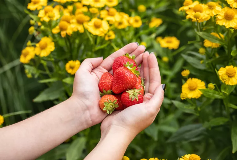 Frau hält Erdbeeren in den Händen