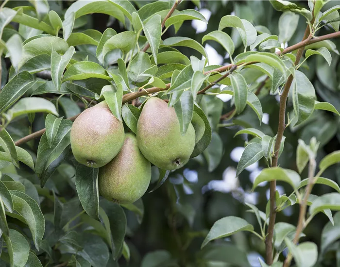 So bereichern diese vitaminreichen Obstpflanzen jeden Garten