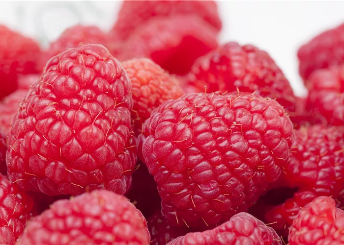 Tipps zum Pflanzen und Pflegen von Himbeeren