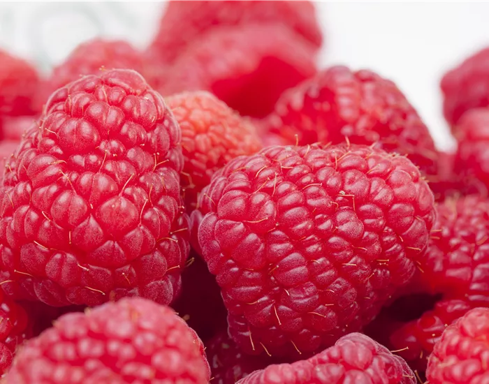 Tipps zum Pflanzen und Pflegen von Himbeeren