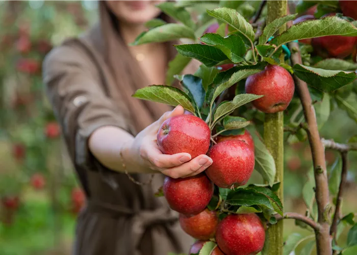 Marktsonntag im Garten-Land Wohlhüter