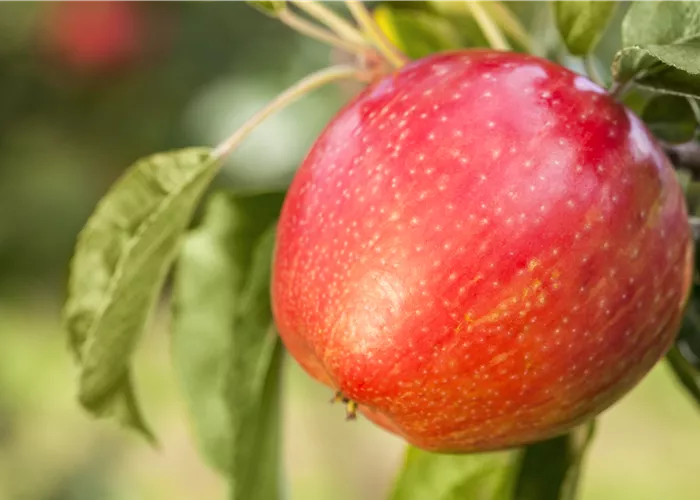 Apfelbäume im Garten – Eine reiche und leckere Ernte