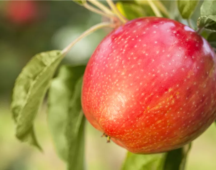 Apfelbäume im Garten – Eine reiche und leckere Ernte
