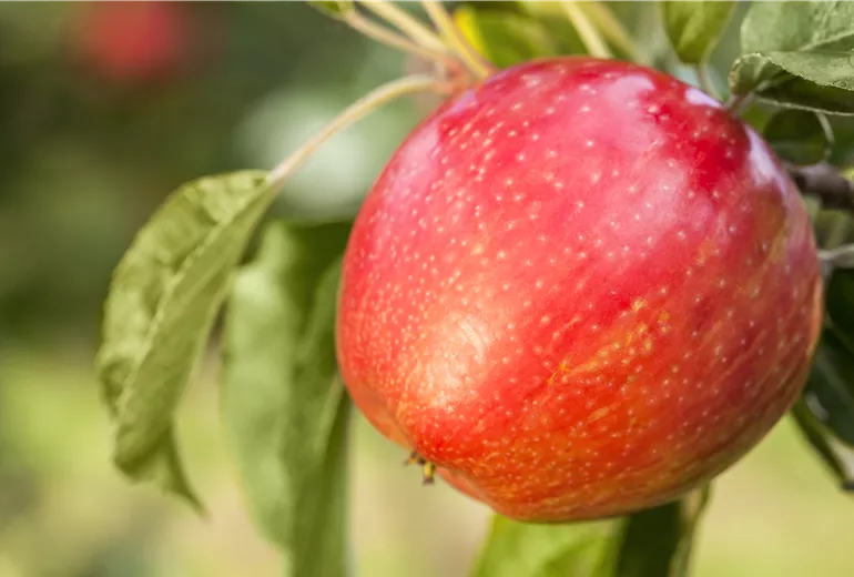 Malus domestica 'Honeycrisp'