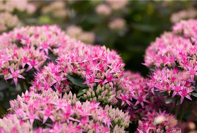 Sedum spectabile 'Carl'