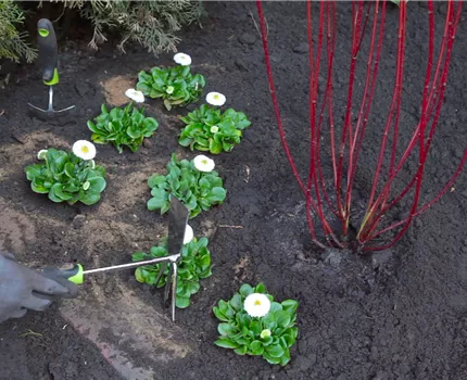 Gänseblümchen - Einpflanzen im Garten