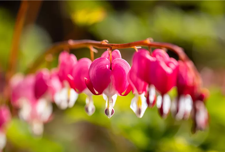 Dicentra spectabilis