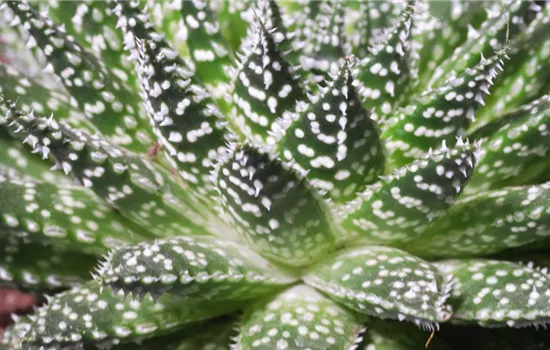 Zimmerpflanzenportrait - Haworthia