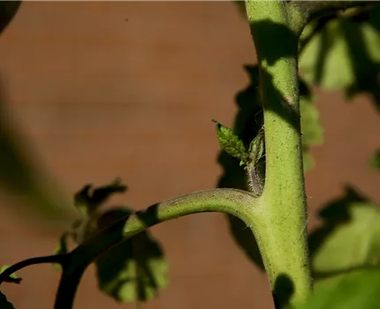 Wie machst du das? - Tomaten ausgeizen