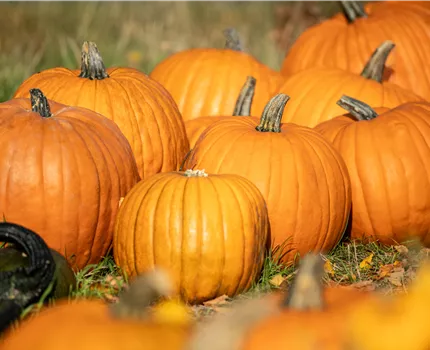 Der Herbst ist die beste Zeit für leckere und hübsche Kürbisse
