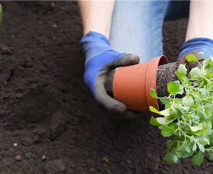 Blaukissen - Einpflanzen im Garten