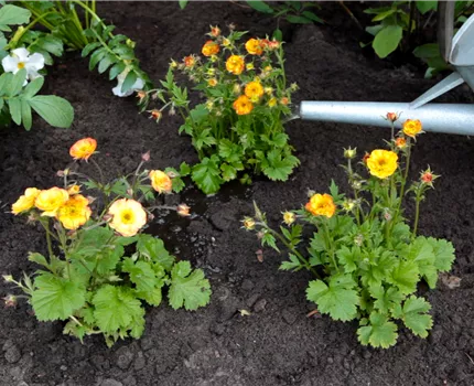 Nelkenwurz - Einpflanzen im Garten