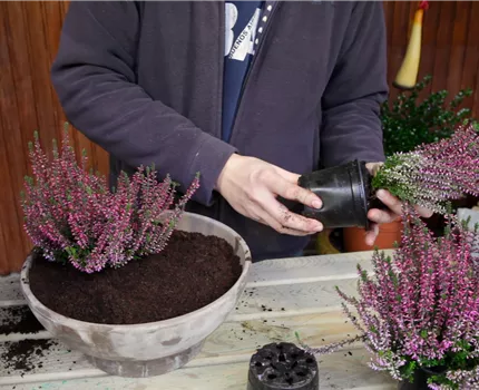Knospenheide - Einpflanzen in ein Gefäß