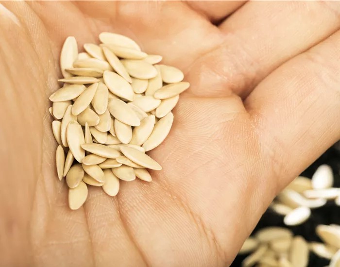 Sämereien auf ihre Haltbarkeit prüfen