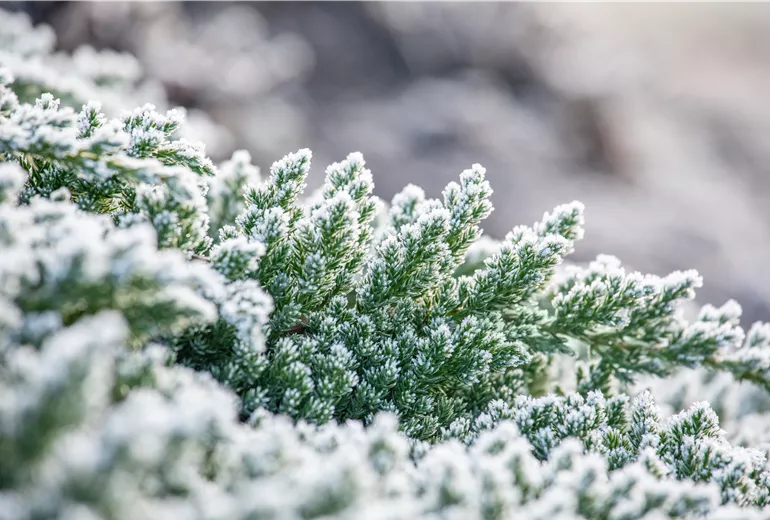 Raureif an Wacholder
