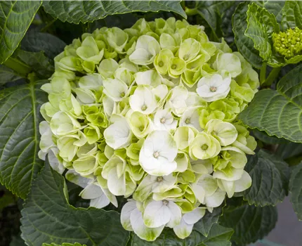 Ein bunter Garten dank der Hortensienvielfalt