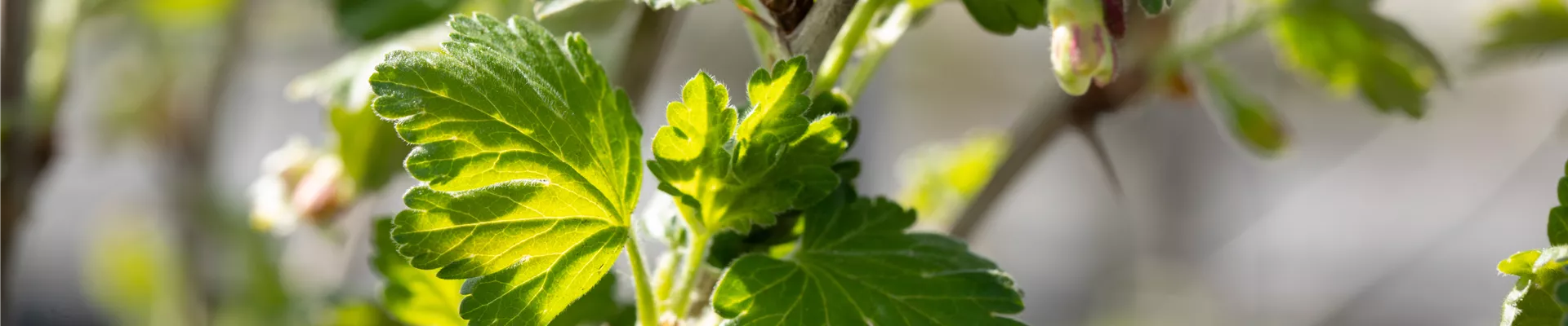 Ribes uva-crispa 'Redeva'(s)