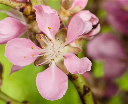 Gesund und lecker: Die Mandeln vom Mandelbaum aus dem Garten