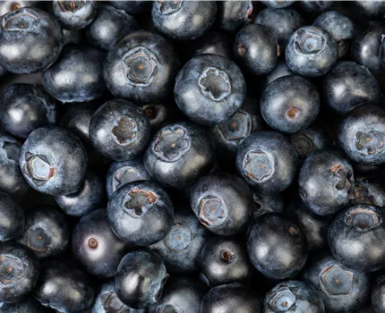 Blaubeere oder Schwarzbeere – die Heidelbeere hat viele Namen und viel Geschmack