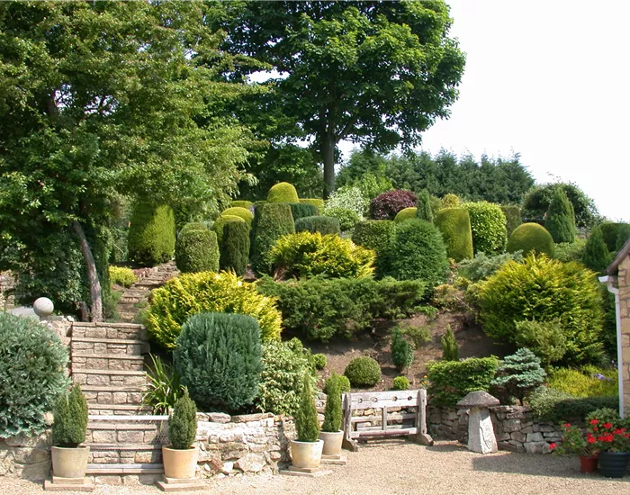 Die Koniferen überzeugen durch ihre eindrucksvolle Vielfalt