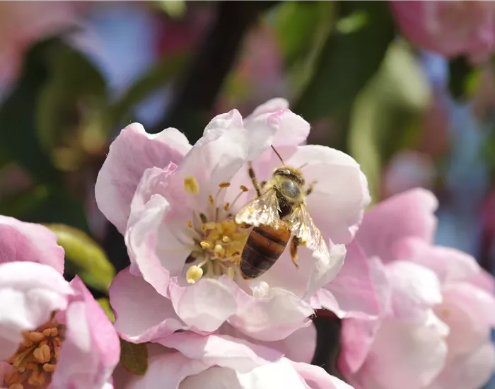 Erfolgreich bienenfreundliche Bäume und Sträucher anpflanzen