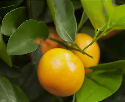 Citrus sinensis