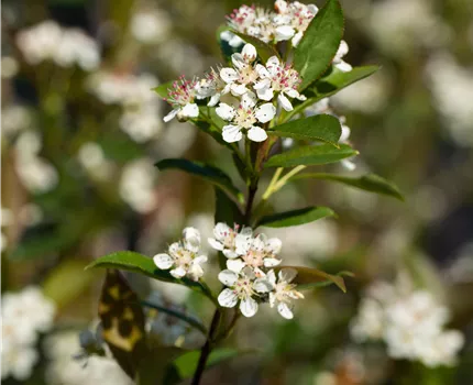 Aronia melanocarpa