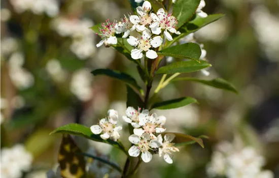 Aronia melanocarpa