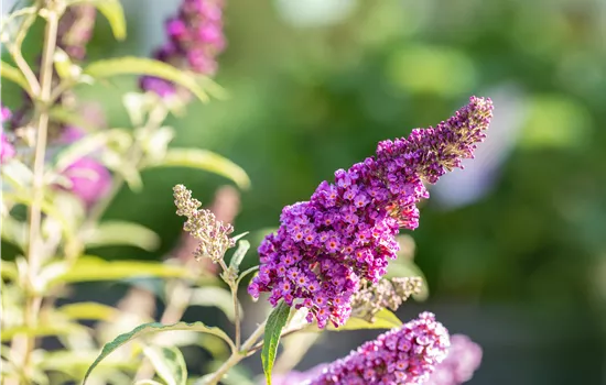 Buddleja davidii 'Summer Kids'®