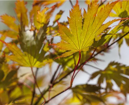 Acer palmatum