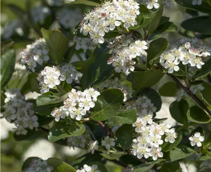 Aronia x prunifolia 'Viking'