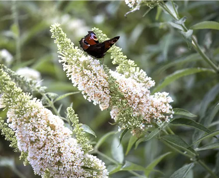 Buddleja davidii 'White Profusion'