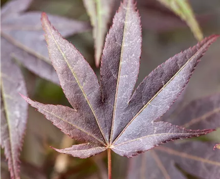 Acer palmatum 'Atropurpureum'