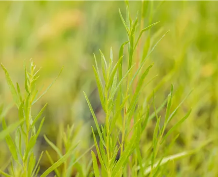 Artemisia dracunculus